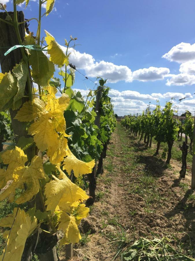 شقة Mirande Montagne-Saint Emilion مونتانيو المظهر الخارجي الصورة